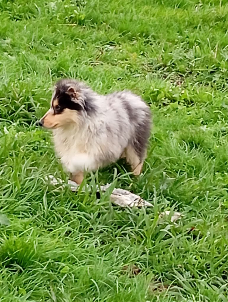 Du pays basque - Chiot disponible  - Colley à poil long